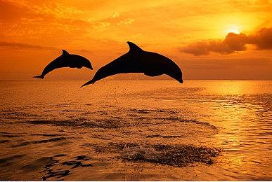 免费虚拟桌面宠物游戏《桌面伴侣》上线Steam 首个DLC“初音未来”公布